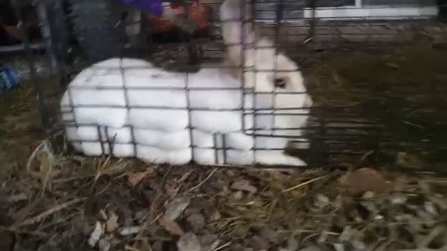 75  dollors for 3 bunnys in Jacksonville, North Carolina