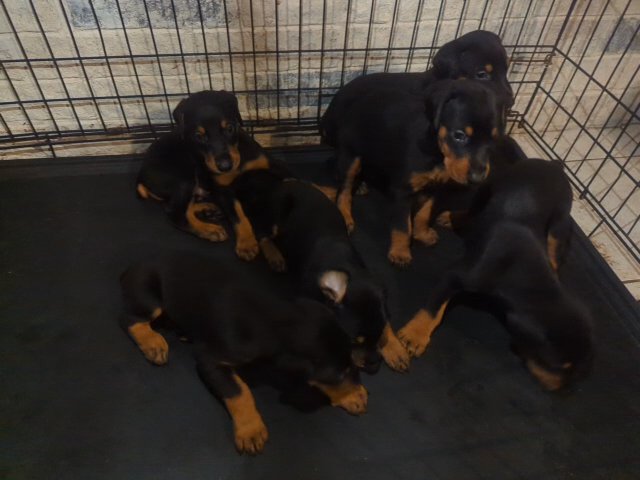 AKC American Doberman puppies in Alexandria, Louisiana