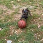 Rehoming French Bulldog in Las Vegas, Nevada