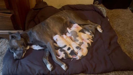 American Pit Bull Terrier Puppies in Orangeburg, South Carolina