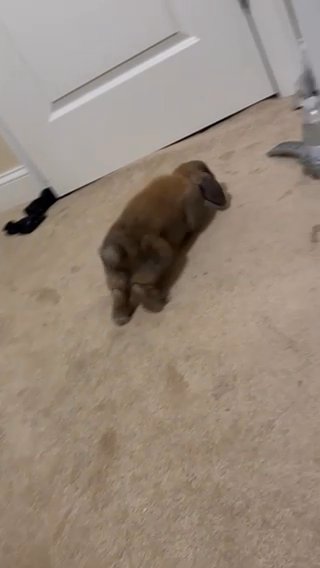 Male Holland lop bunny (+ care supplies) for sale in Dover, Delaware