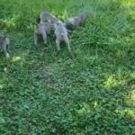 Weimaraner puppies in Gainesville, Georgia