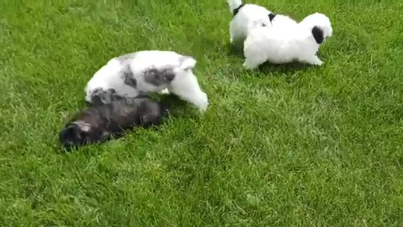 Mini Sheepadoole in New York City, New York