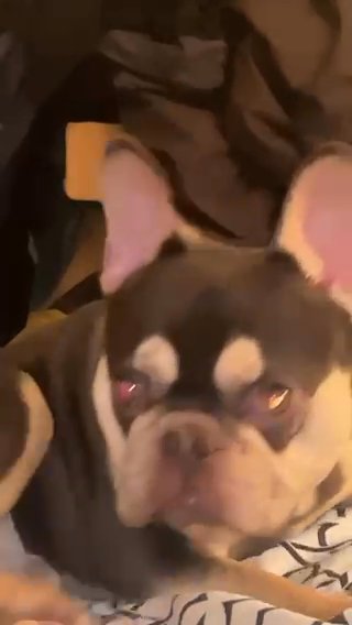 French Bulldog in Philadelphia, Pennsylvania