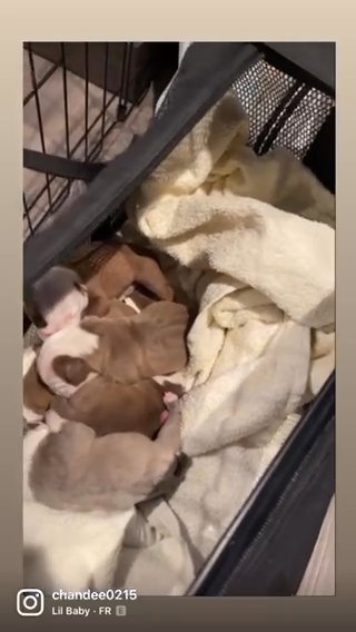 English Bulldog Puppies For Sell in Lawrence, New Jersey