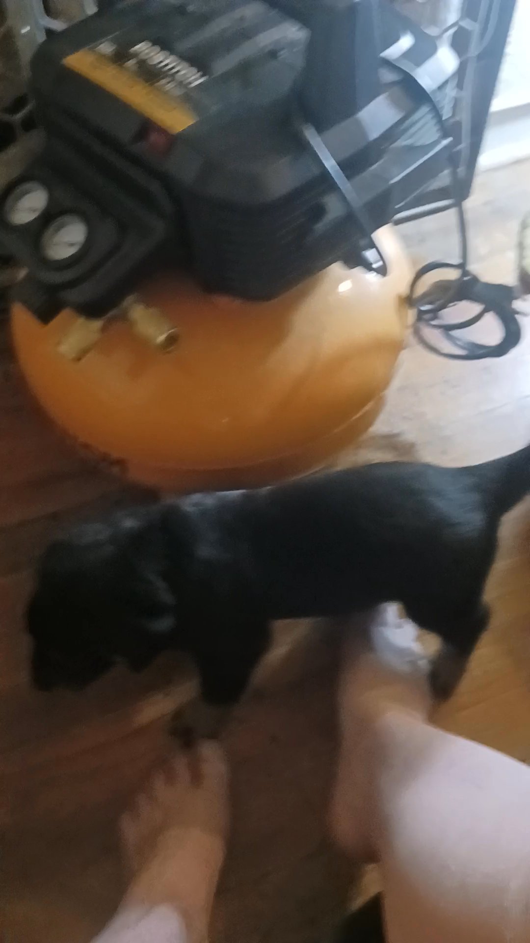 Rottweiler puppies for sale in Arizona City, Arizona