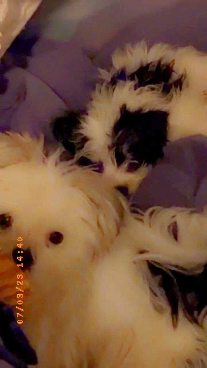 MORKIEPOO in Arizona City, Arizona