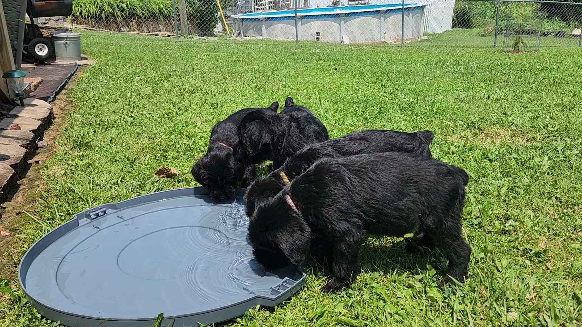 Giant schnauzer puppies in Arizona City, Arizona