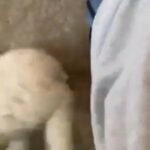 Maltipoo Puppies in Ontario, California