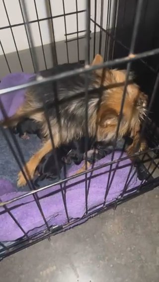 Yorkies in Monroe, Louisiana