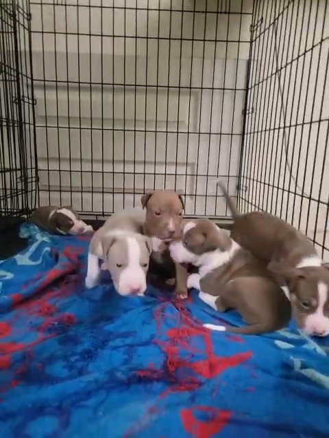 American Staffordshire Pups in Fort Lauderdale, Florida