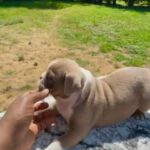 Old English Bulldog Puppies in Lawrenceville, Georgia