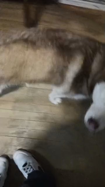 selling my Siberian husky in Fargo, North Dakota