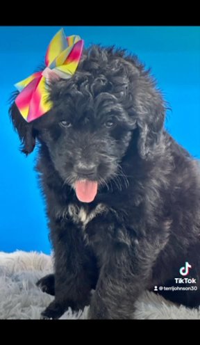 Aussie Doodle Puppies in Lehigh Acres, Florida