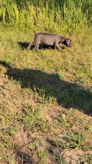 cane corso puppies in Traverse City, Michigan