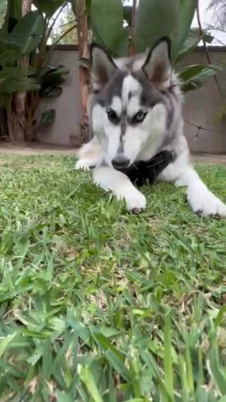 Sushi The Husky in Orange, California