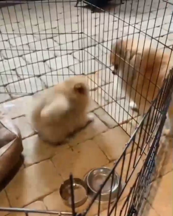 Adorable Pomeranian puppies in Arizona City, Arizona