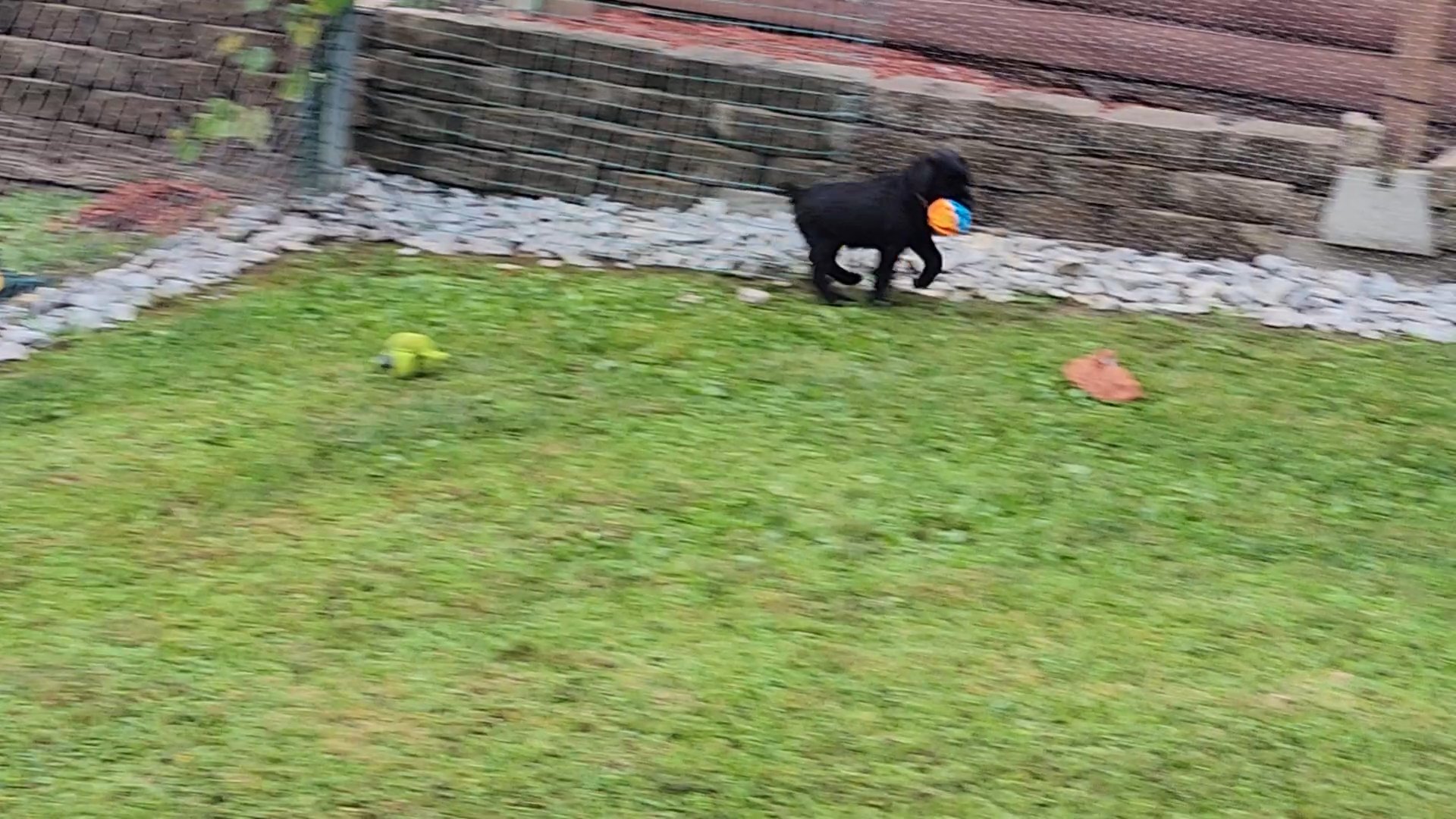 Giant schnauzer puppies in Arizona City, Arizona