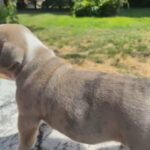 Old English Bulldog Puppies in Lawrenceville, Georgia