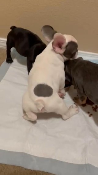Frenchies Fluffy Carriers in Albuquerque, New Mexico