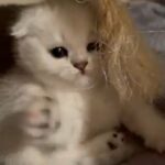 Scottish Fold Kittens in Sacramento, California