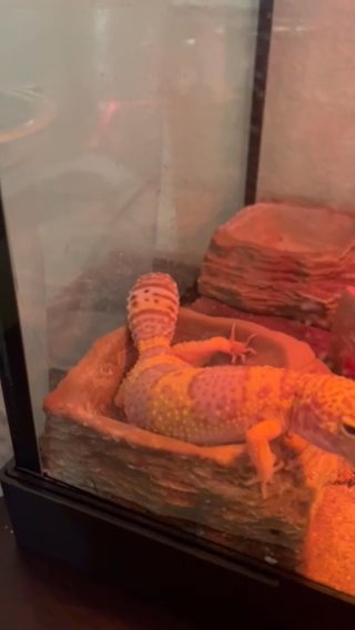 Gecko choji in Lancaster, California