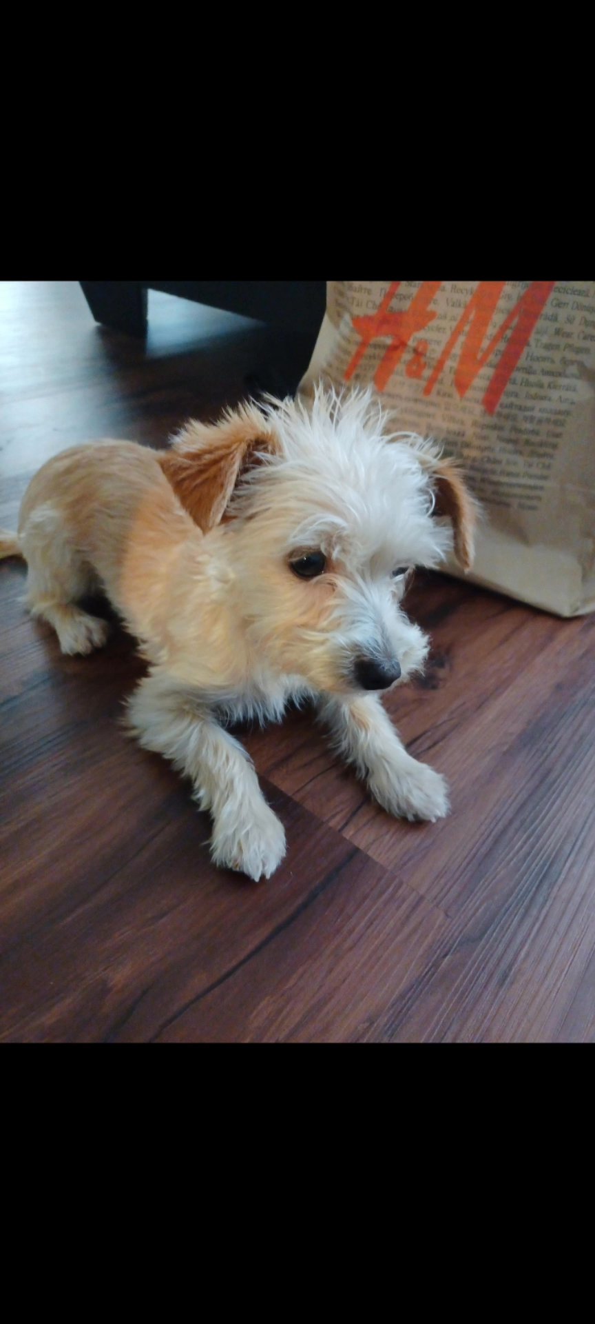 Cute baby Morkie needs a new better home in Los Angeles, California