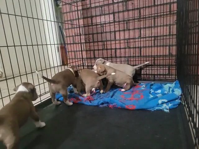 Beautiful Amstaff Puppies in Fort Lauderdale, Florida