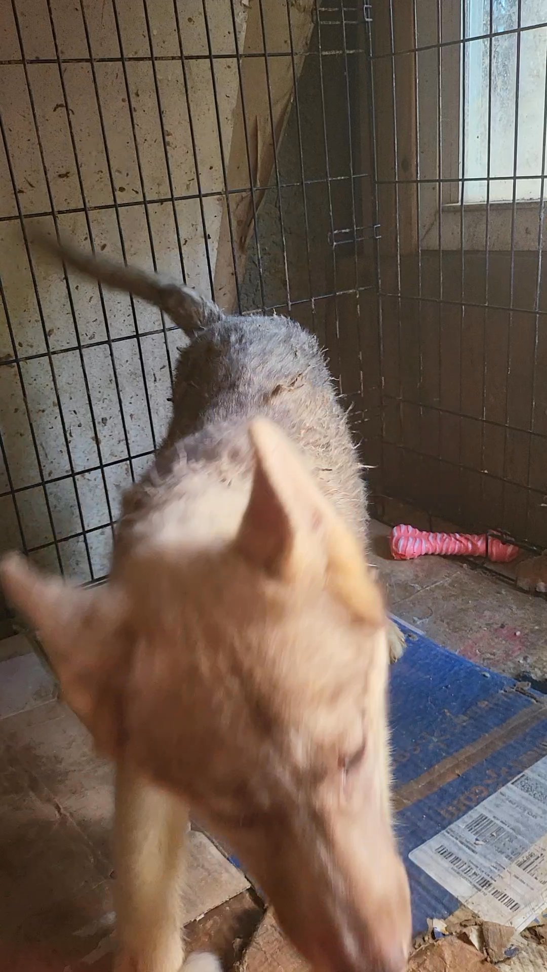 RED AGOUTI HUSKY BOY 5MNTHS $1000 BROOKLYN NYC in New York City, New York