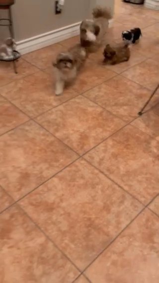 Shih Tzu in La Puente, California
