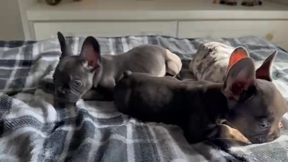 Adorable Frenchies in Douglasville, Georgia