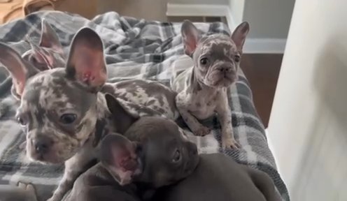 French Bulldog Puppies in Douglasville, Georgia