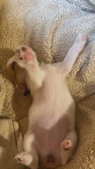 Chihuahua Puppy in Los Angeles, California