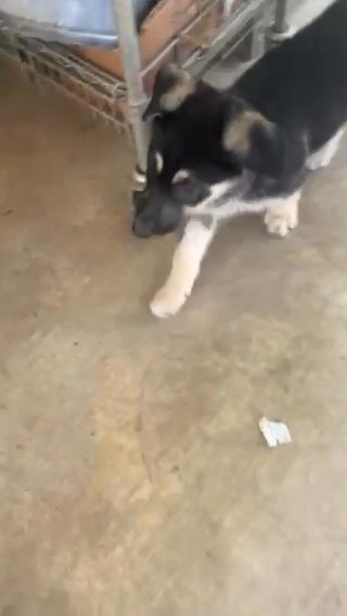 Looking For Rehome Of 3 Girls German Shepherd in Washington, District of Columbia