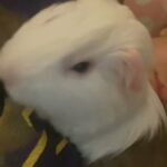 guinea pig in Pasco, Washington