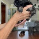 Shih Tzu in Melbourne, Florida