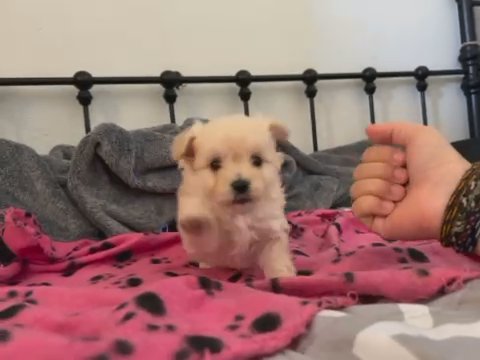 Puppy Terrier/ Pommarainian in Phoenix, Arizona