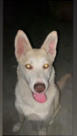 Husky Dog in South Gate, California