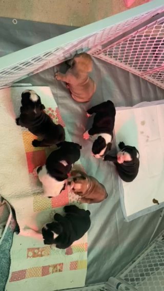 AKC Registered English Bulldogs 5 Weeks❗️ in Tallahassee, Florida