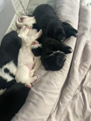 Border Collie Mix Puppies in Perris, California