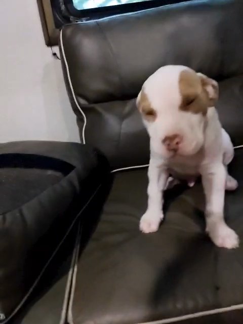 Male American Bully mix (Chloe) in Martinsburg, West Virginia