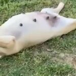 Scabby (Boy) SOLD in Albemarle, North Carolina