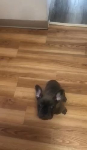 French Bulldog in Boston, Massachusetts
