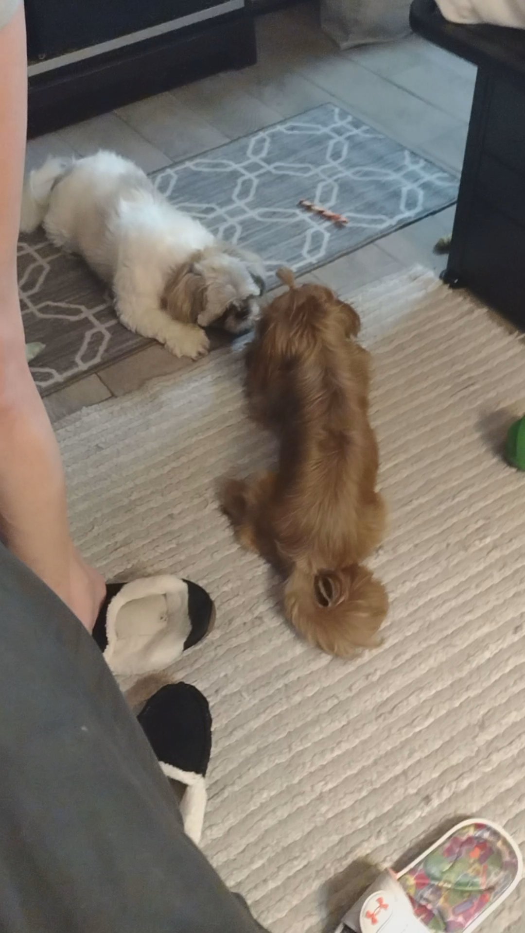 Shih Tzu Puppies in Biloxi, Mississippi