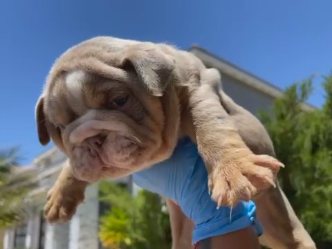 English Bulldog in Palmdale, California