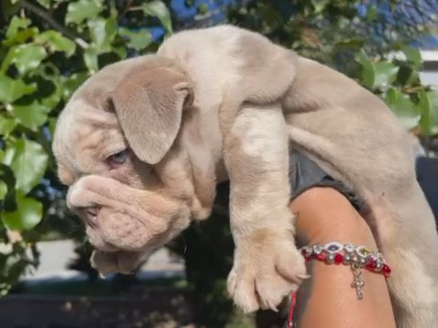 English Bulldogs in Palmdale, California