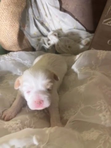 “Journey” CKC Morkie Female in Vidalia, Georgia