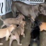 Corso Puppies in San Bernardino, California