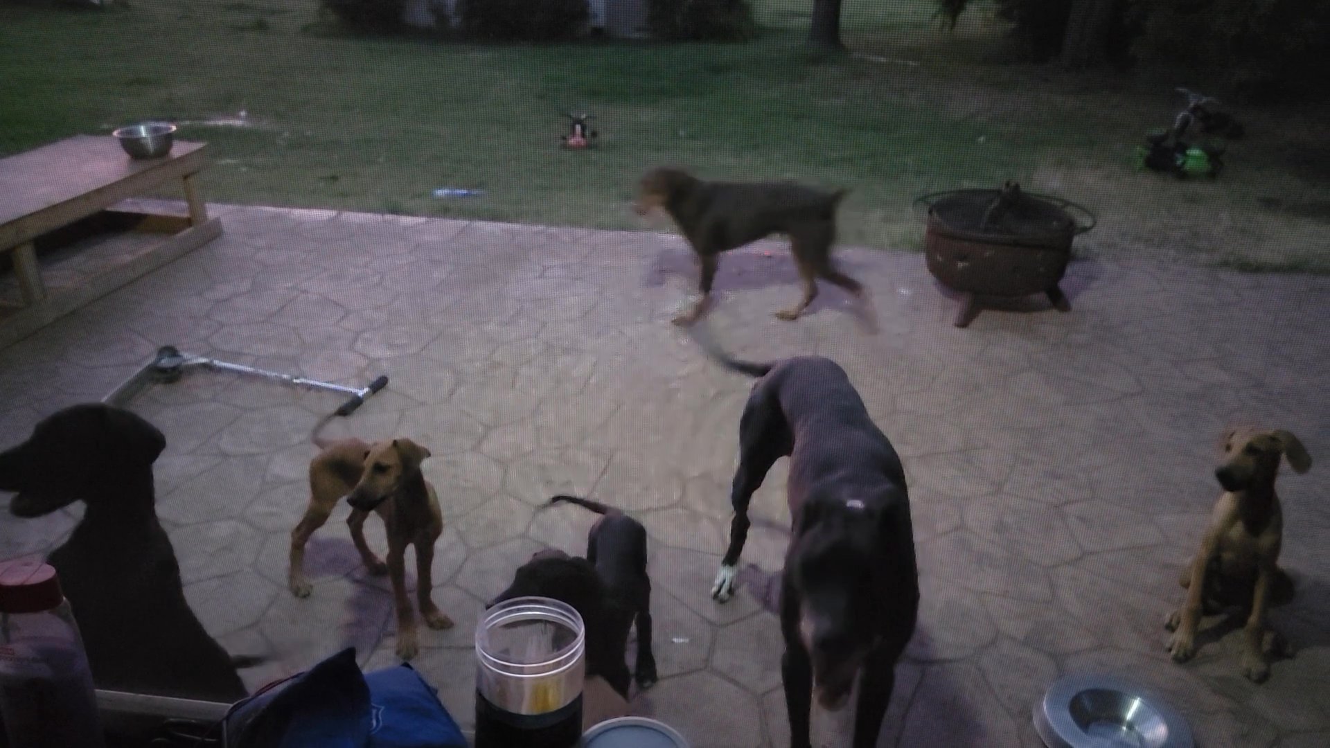 Doberdane puppies in Arizona City, Arizona