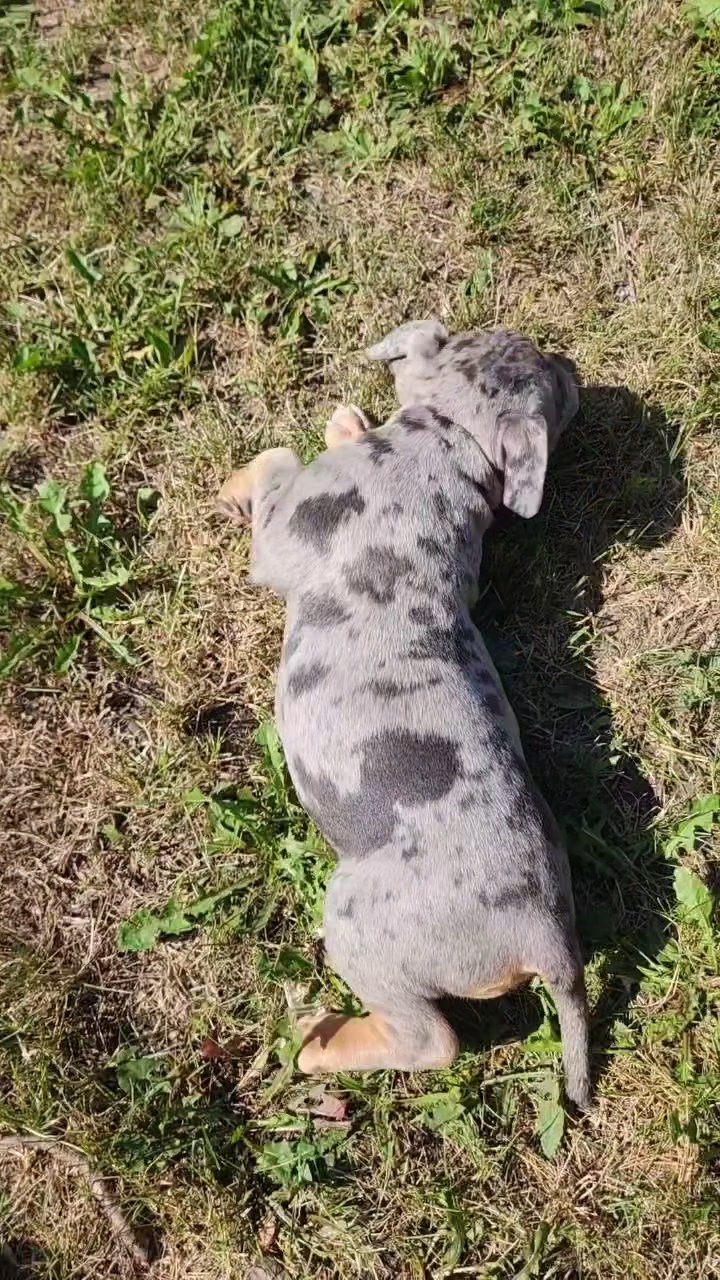 Beautiful Bullies in Arizona City, Arizona